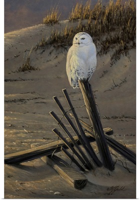 Dune Watcher - Snowy Owl