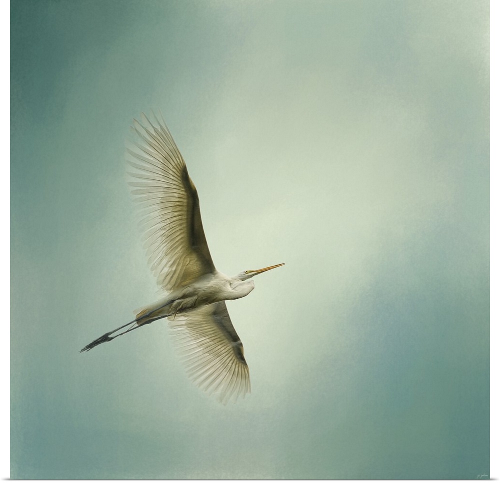 A white egret with a large wingspan soars through the sky.