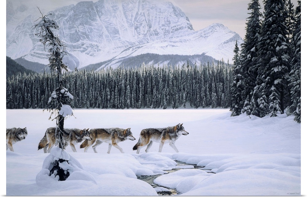 Wolves crossing the lake with a small stream running through the snow.