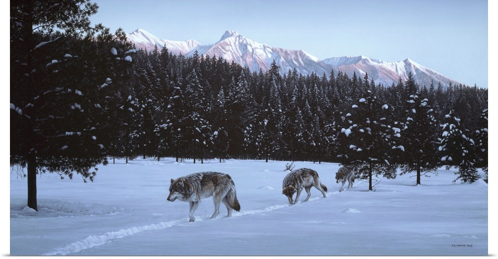 A group of wolves makes their way across the snowy landscape in the evening light.