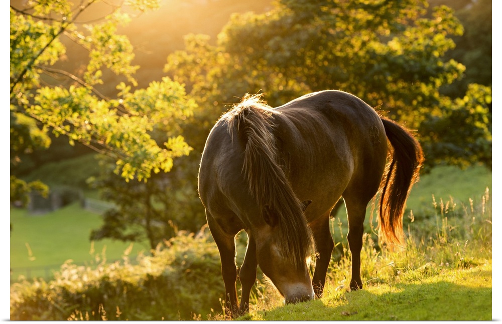 A pony grazing on a hill at sunset.