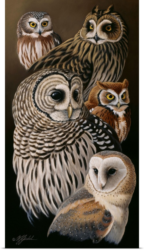 A collection of various species of owls.