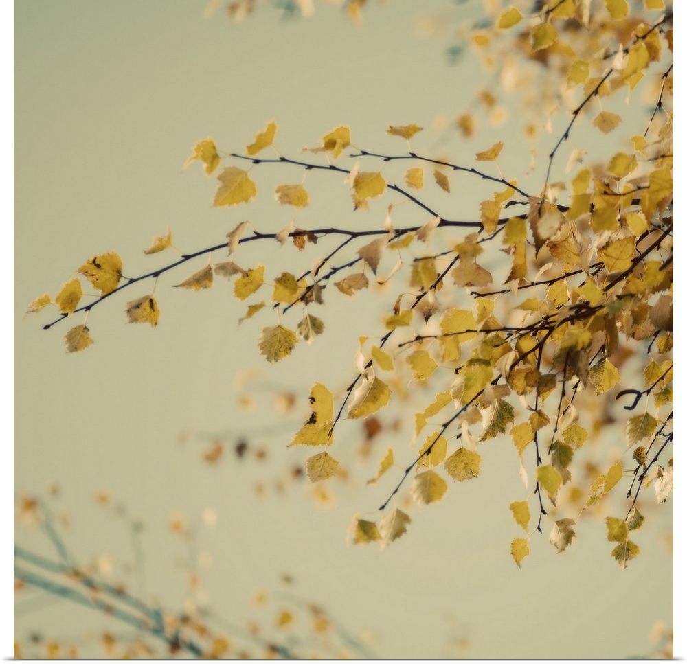 Fall Leaves 009