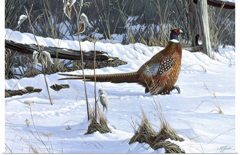 Ringneck pheasant walking through the snow.