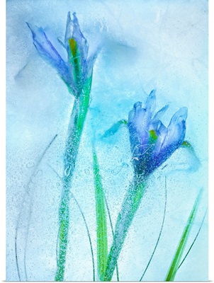 Flores Azules 57