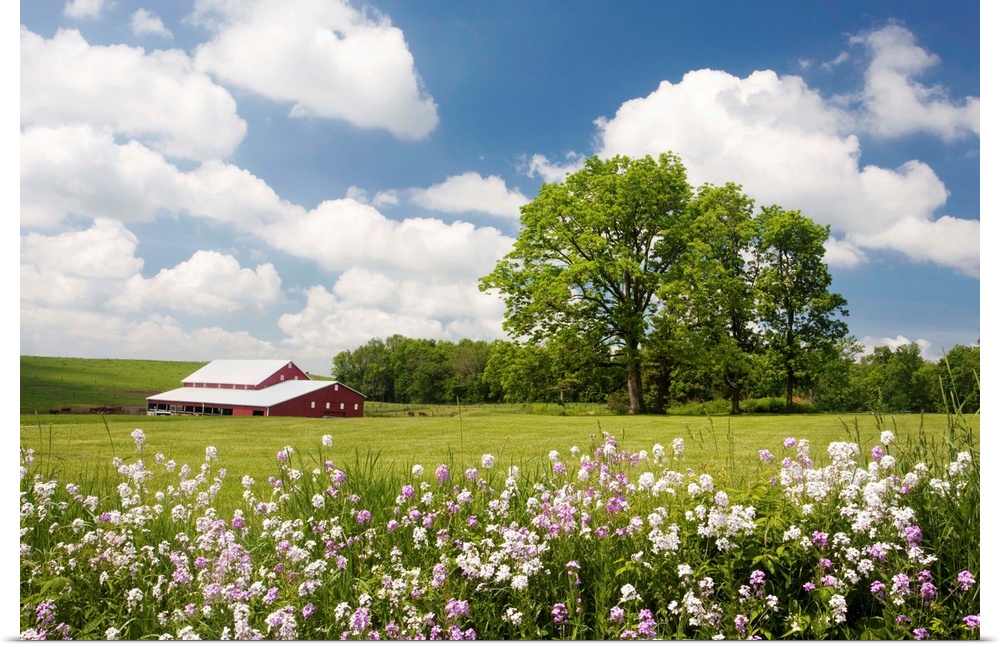 Photograph of a rural field filled with wildflowers.