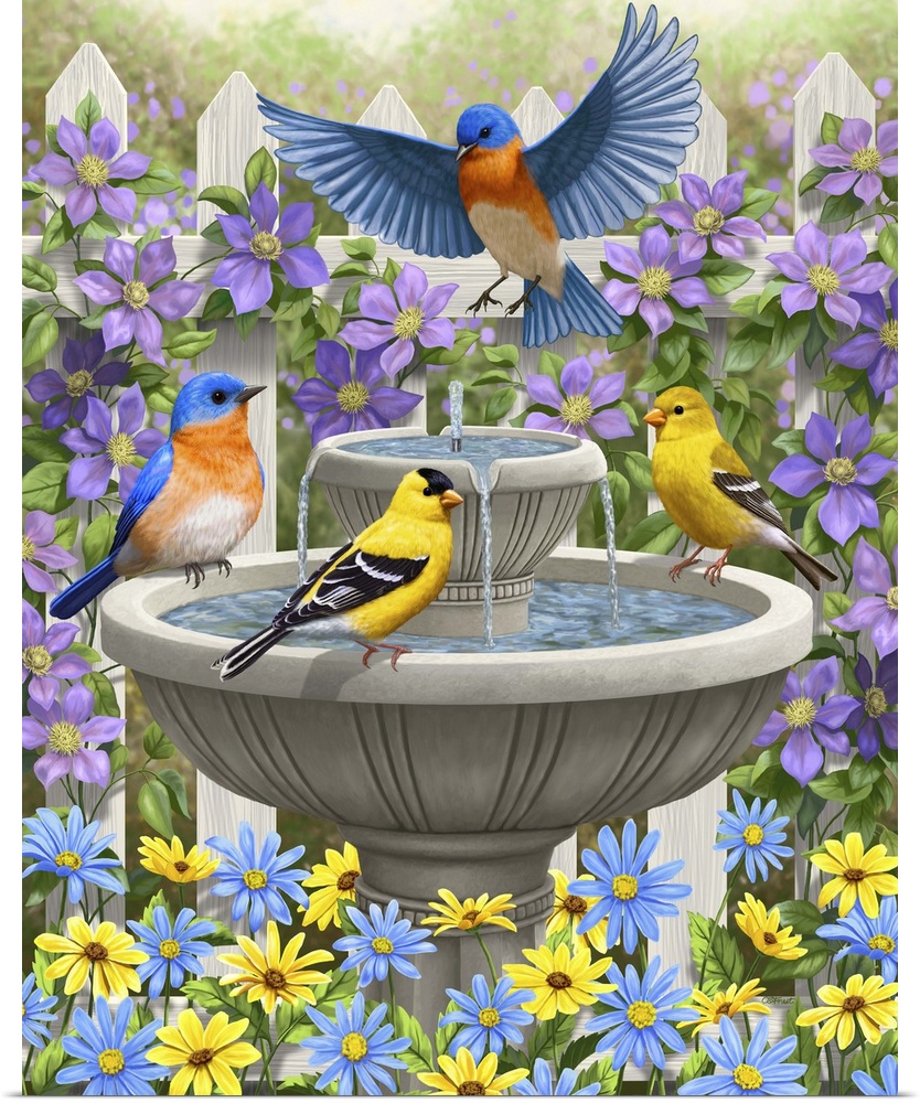 Bluebirds and goldfinches bathing in a bird bath.