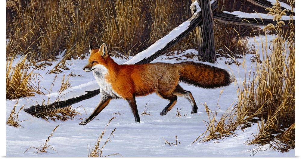 Red fox walking through a snowy field.