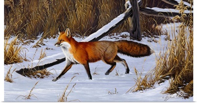 Fox Trot - Red Fox