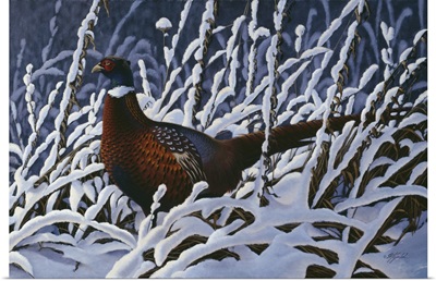 Fresh Snow - Ringneck Pheasant