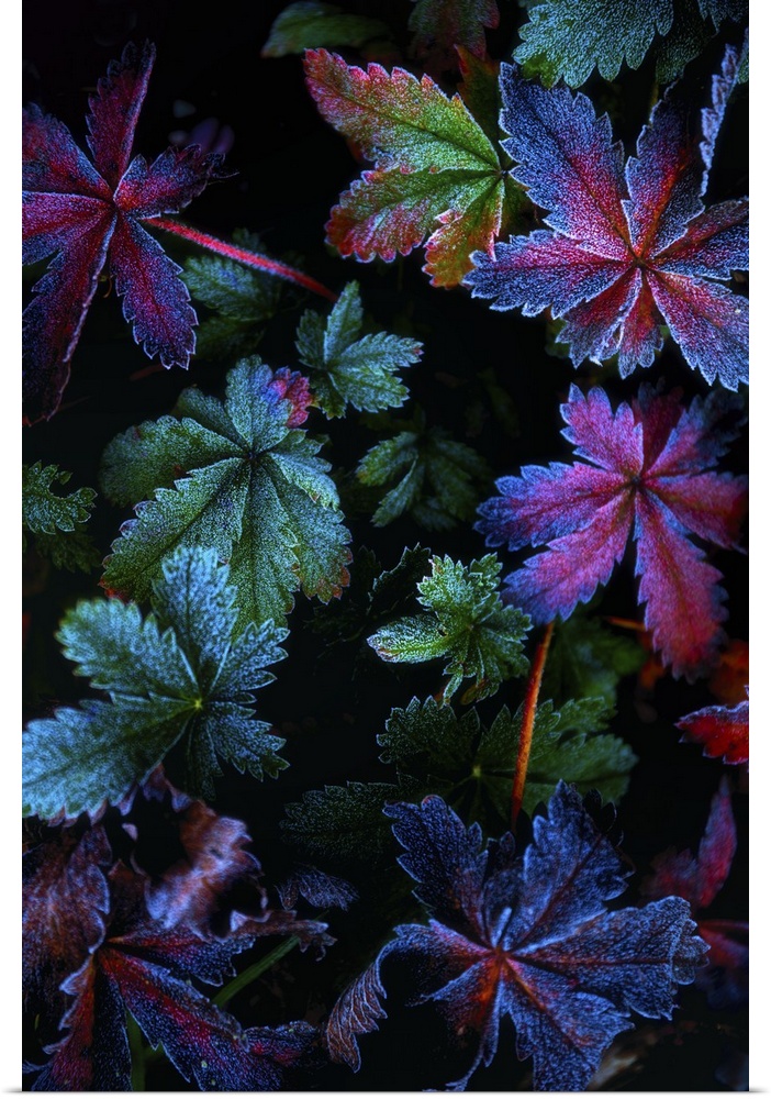 Iridescent leaves tinged with frost glowing in the dark.