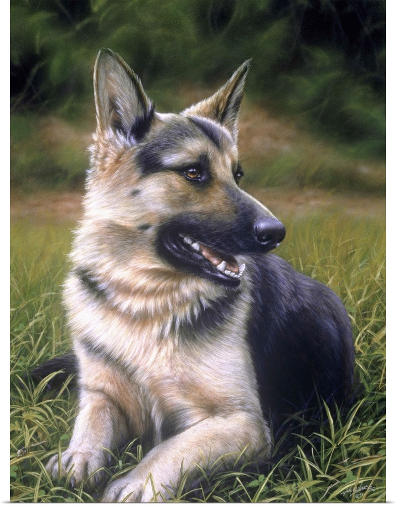 Contemporary painting of a german shepherd dog laying in the grass.