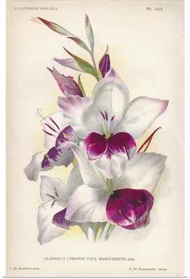 Gladiolus Lemoinei