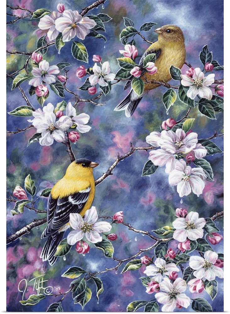 two goldfinch sitting in apple tree in blossombird spring