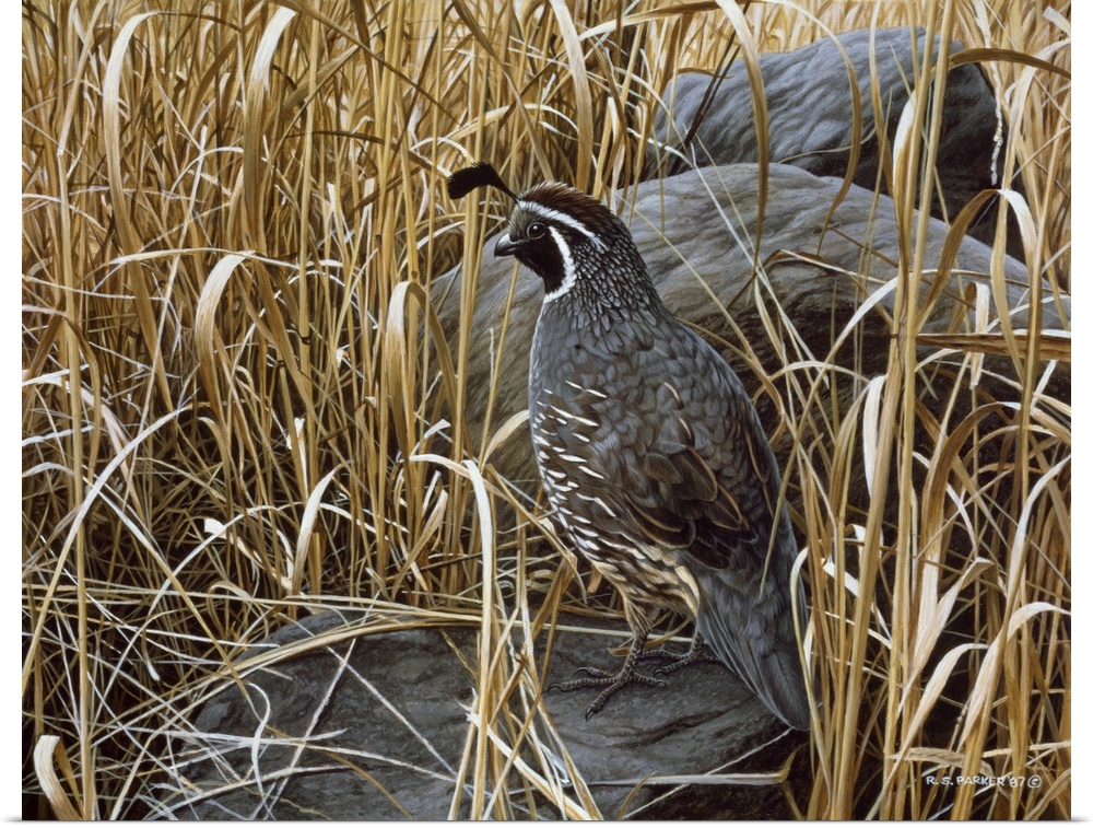 A quail rests next to a large rock in the high grasses.