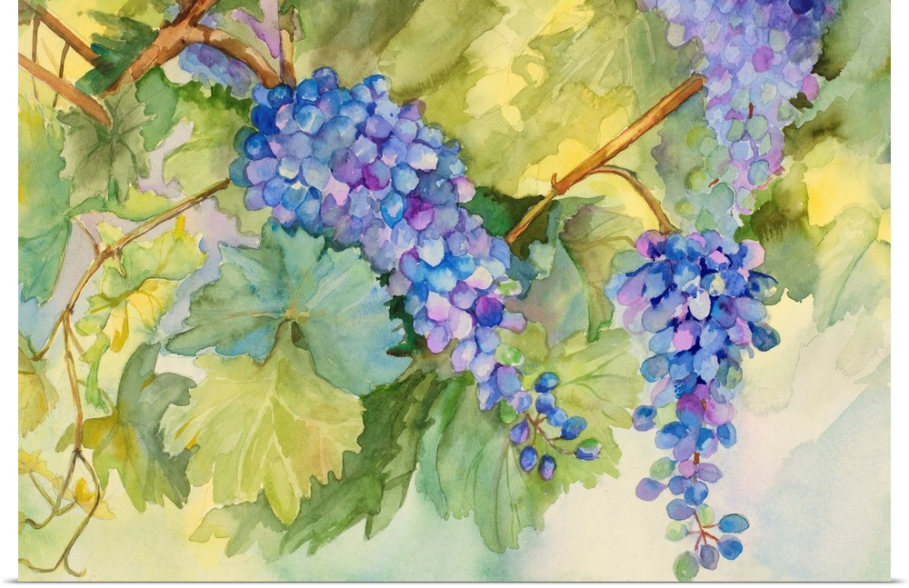 Colorful contemporary painting of bunches of grapes hanging from vines in a vineyard.