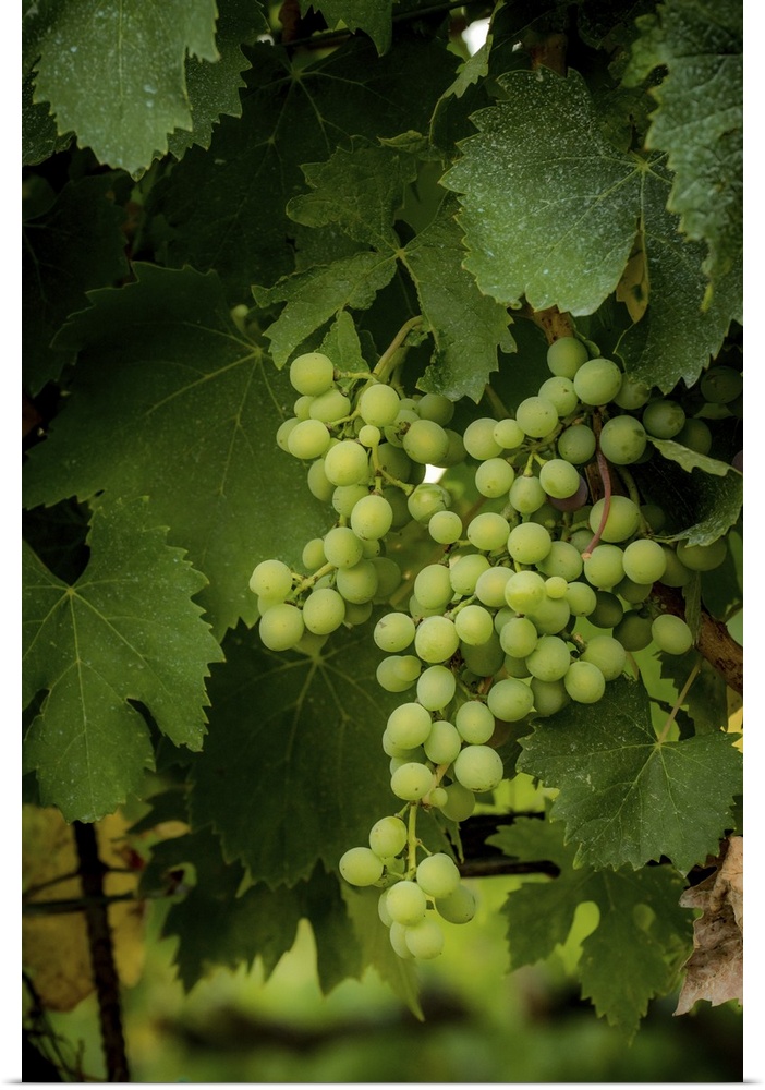 A photograph of a patch of vineyard grapes.