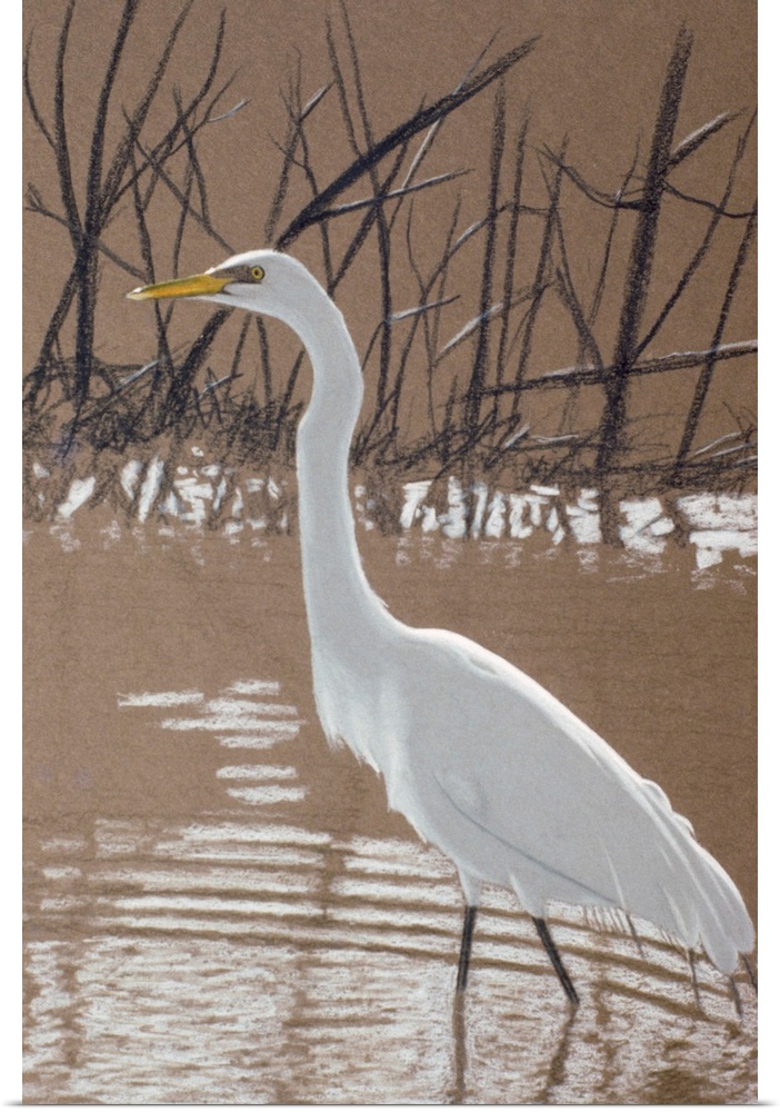 An egret standing in the water