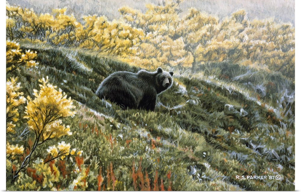 A grizzly bear rests on a fall hillside.