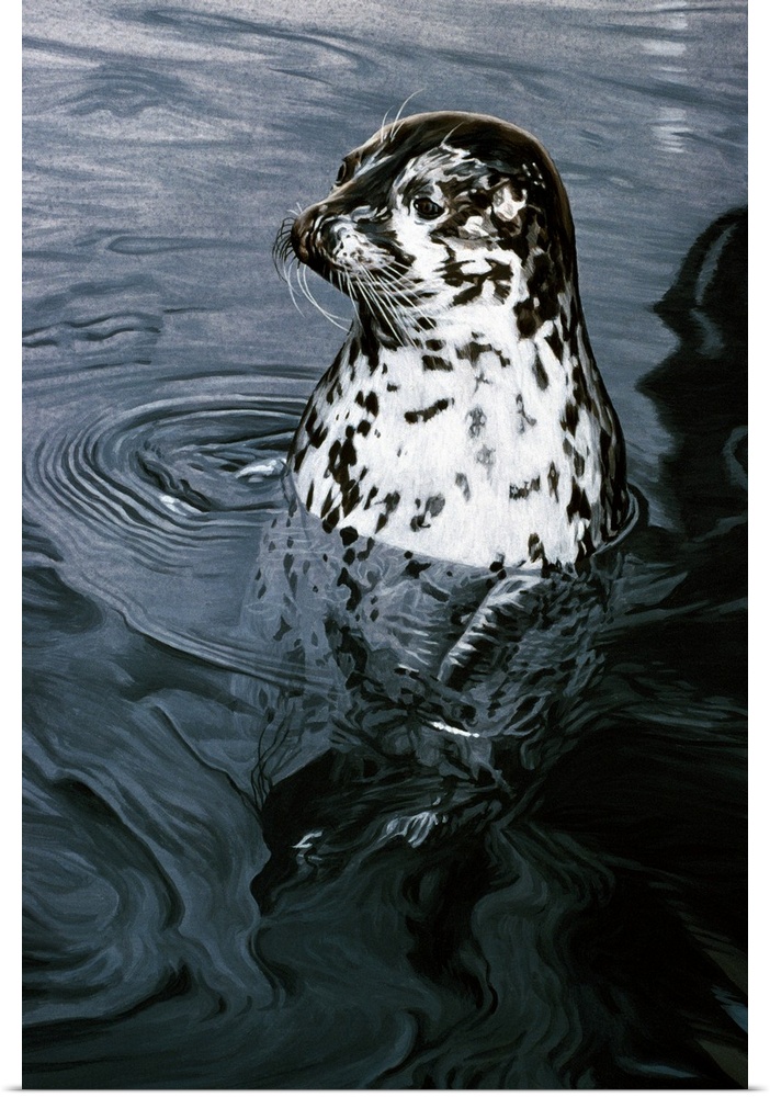 A seal swimming through the water.