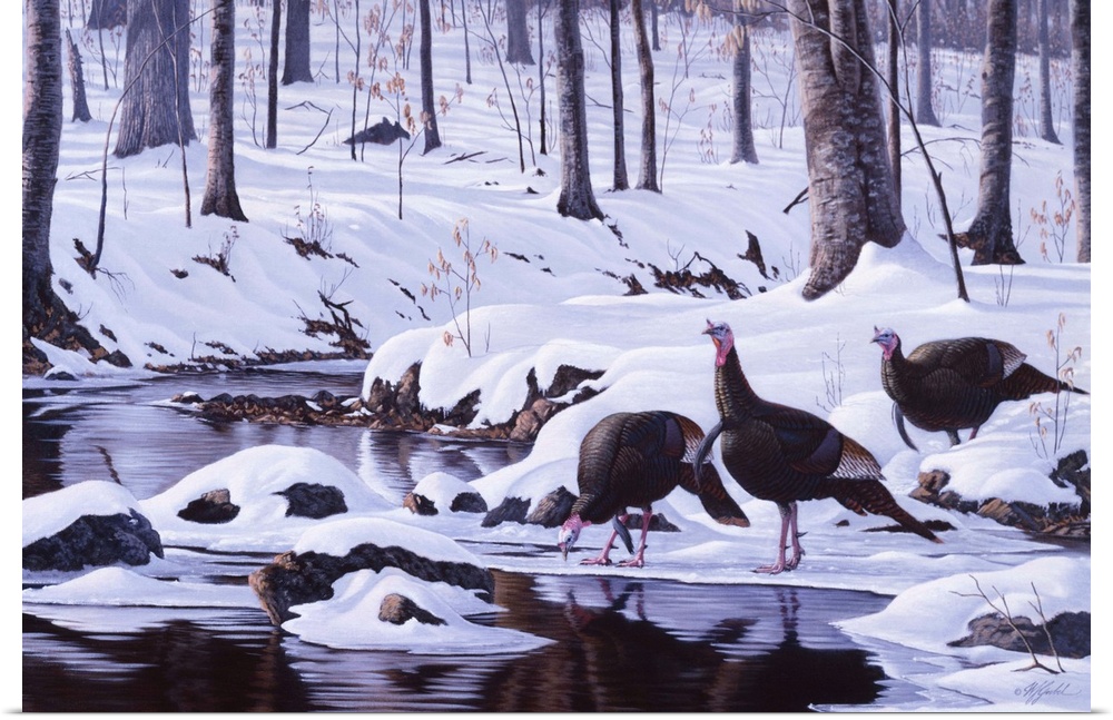 Wild turkeys drinking at a forest stream after a heavy snowfall.