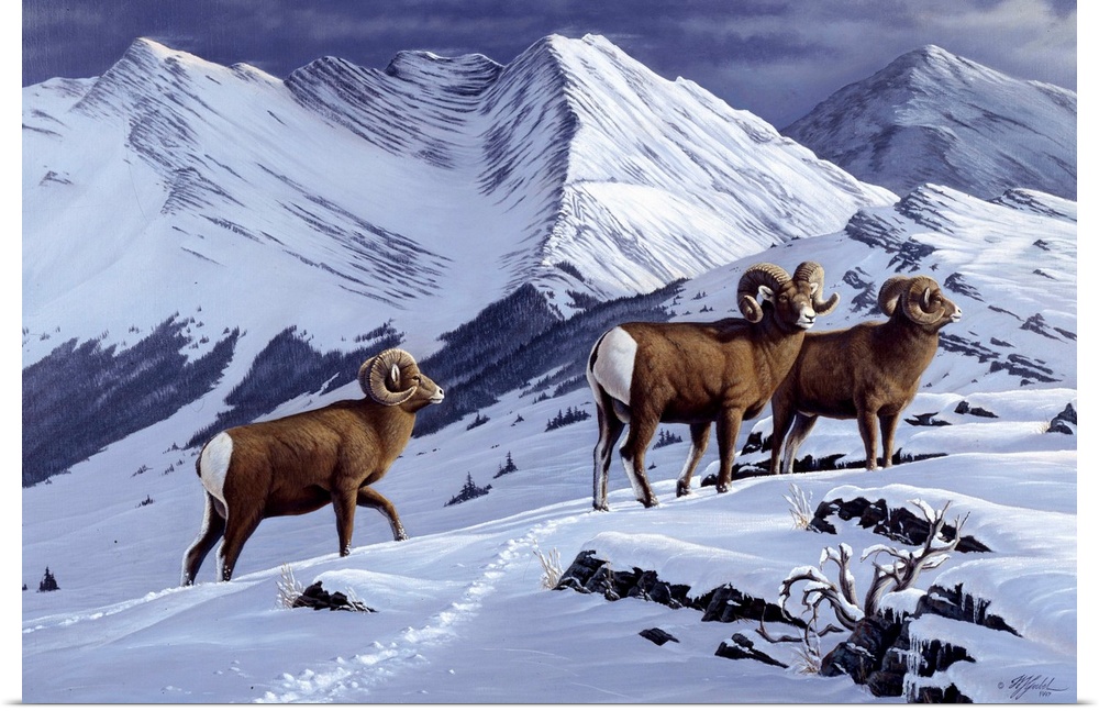 Three wild rams in a snowy mountain landscape.