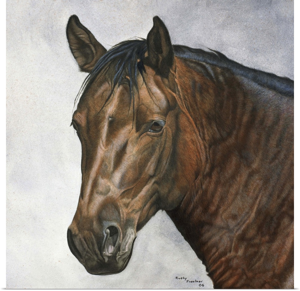 Portrait of a dark brown horse.