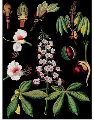Horse Chestnut - Botanical Illustration