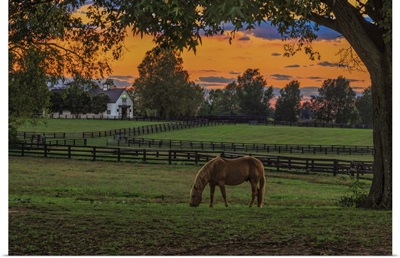 Horse Farm Sunset