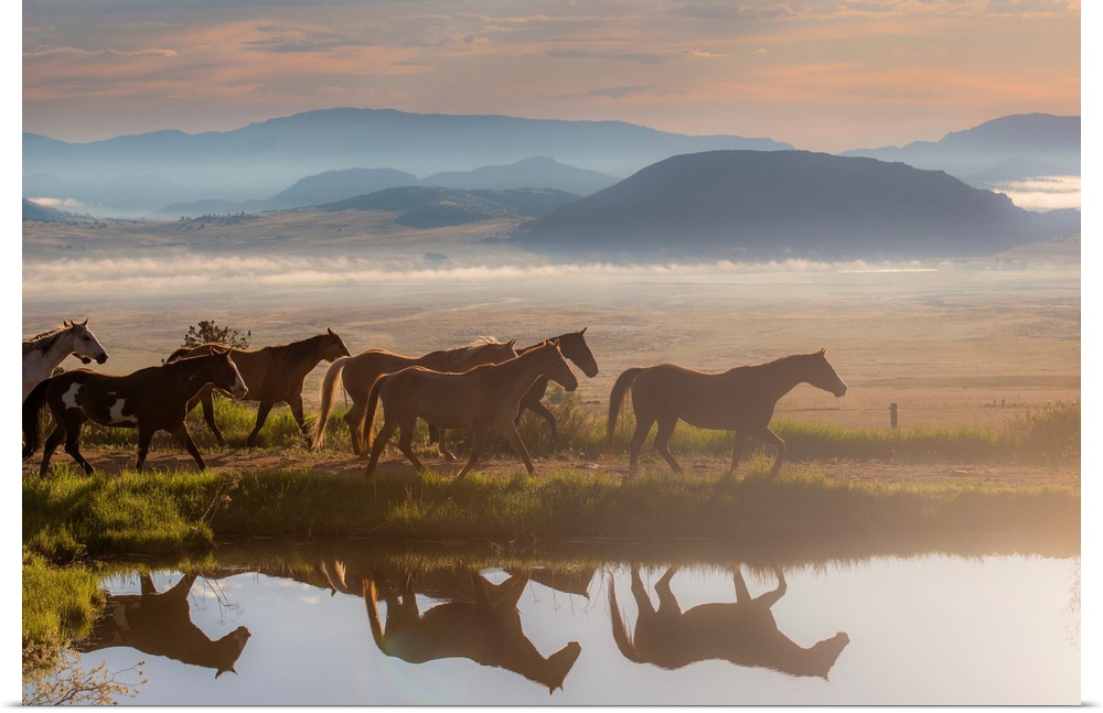 Photograph of a herd of horses walking alongside a river casting reflections.