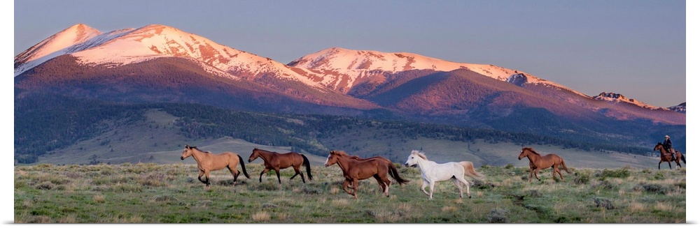 Photograph of wild horses galloping in a field with snow capped mountains in the background at sunset.