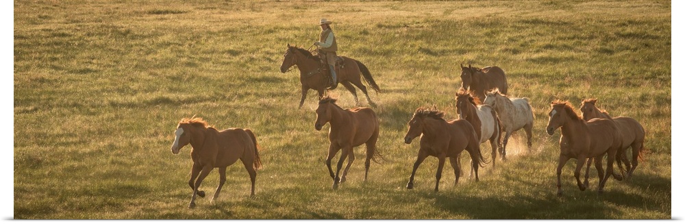 Photograph of a cowgirl on horseback herding horses through a field.
