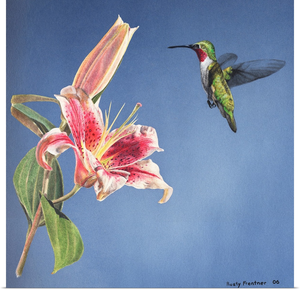 A hummingbird hovering over a lily