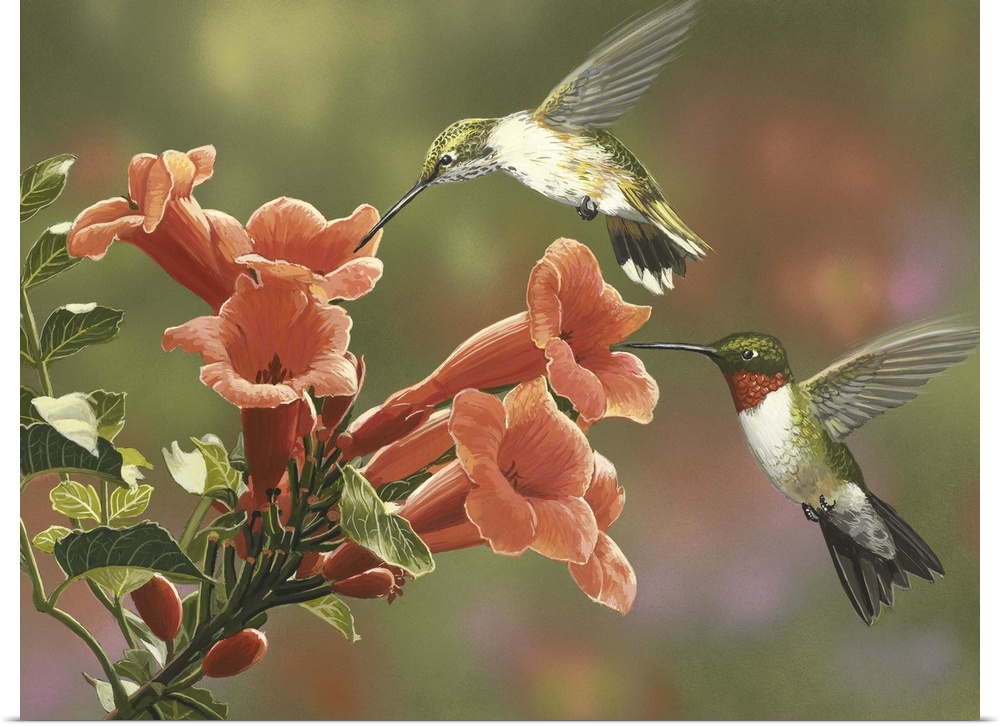 Hummingbirds and Trumpet Flowers