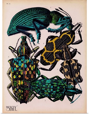 Insects, Plate 6 by E.A. Seguy