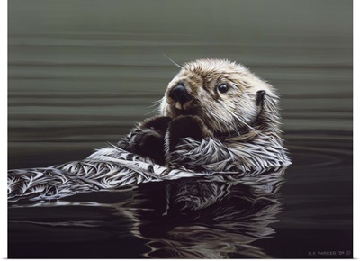 Just Resting - Sea Otter