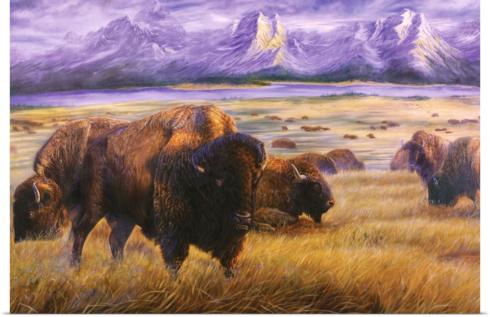 buffalo on western plain