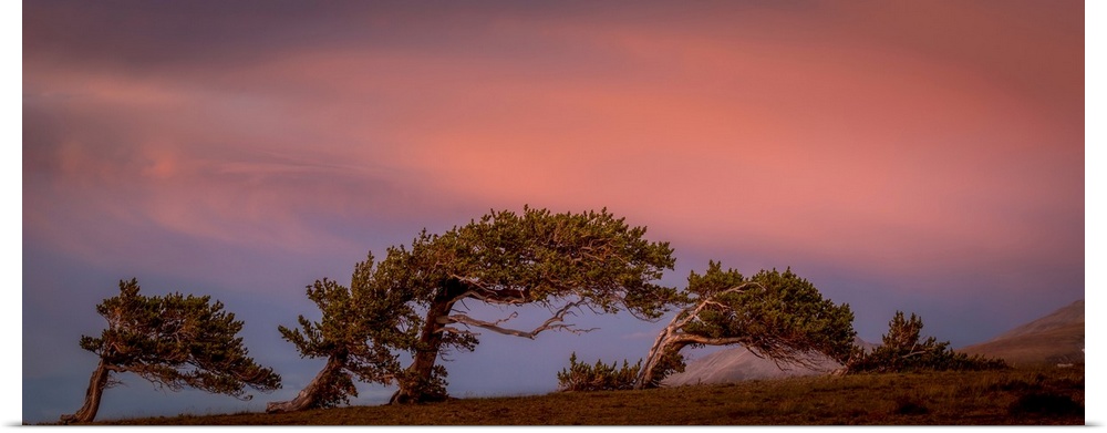 Landscape photograph of leaning trees under a pink and blue sky.