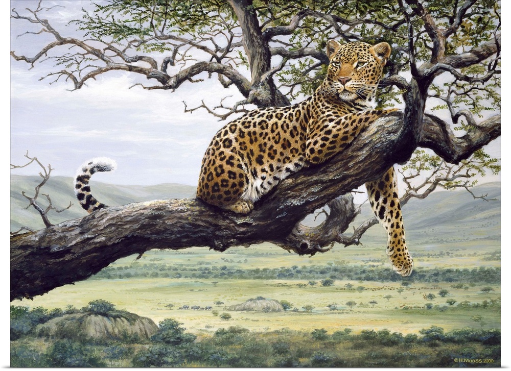 Leopard in a tree branch.