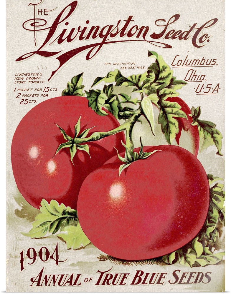 Vintage poster advertisement for Livingston Tomato.