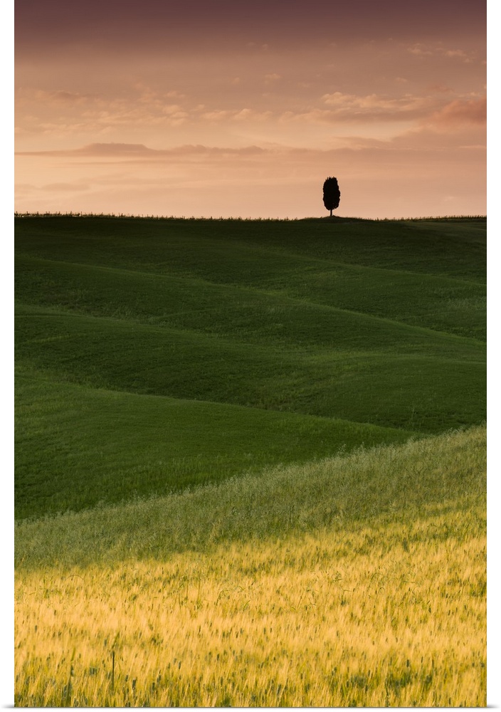 A photograph of a lone cypress tree seen in a Tuscan landscape with rolling green fields.