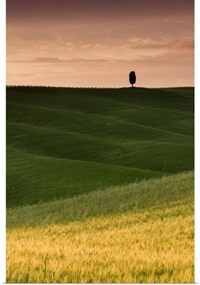 Lone Cypress - Vertical