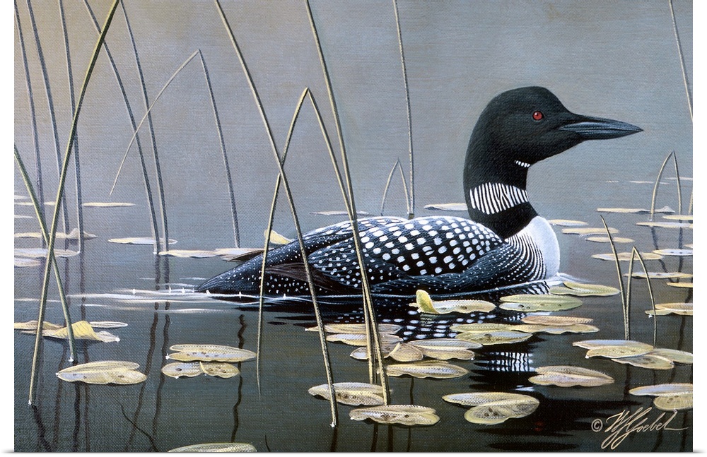 Loon swimming in water.