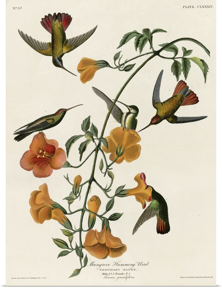 Audubon Birds, Mangrove Hummingbird
