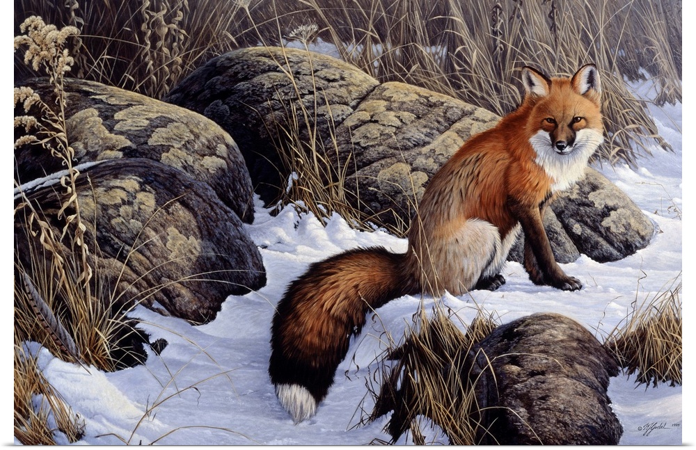 Red fox sitting in the snow by some rocks.