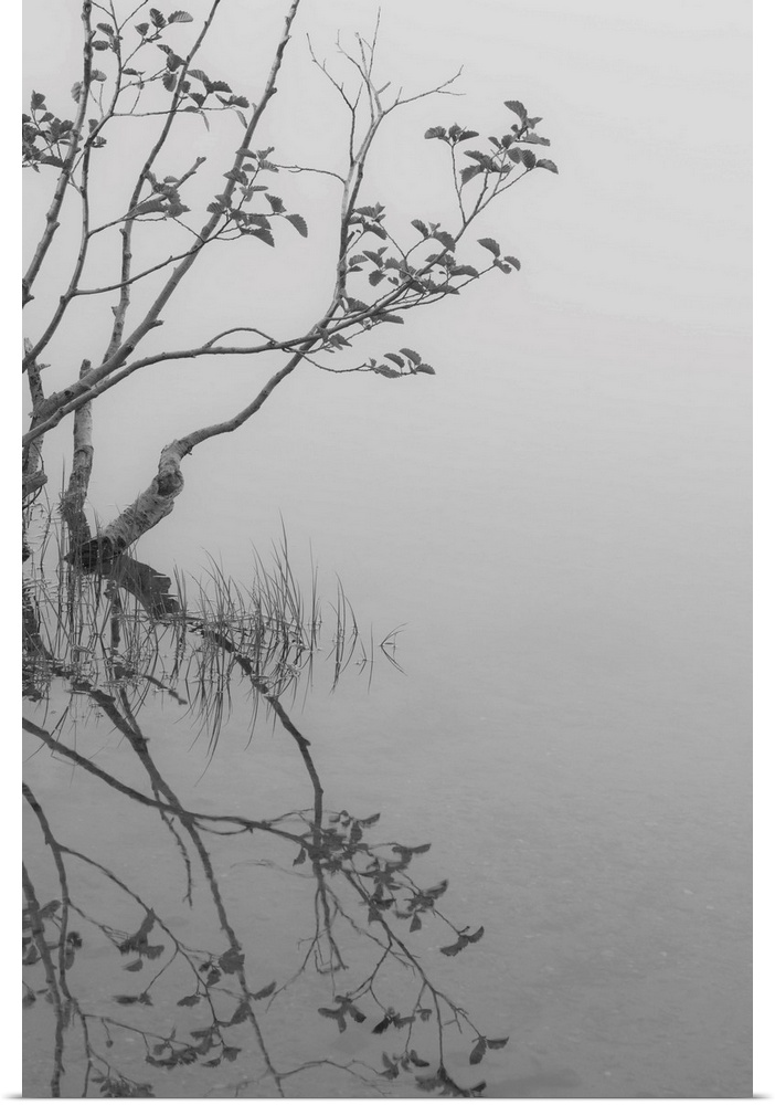 Black and white photograph of reflecting branches and leaves onto water creating a mirror effect.