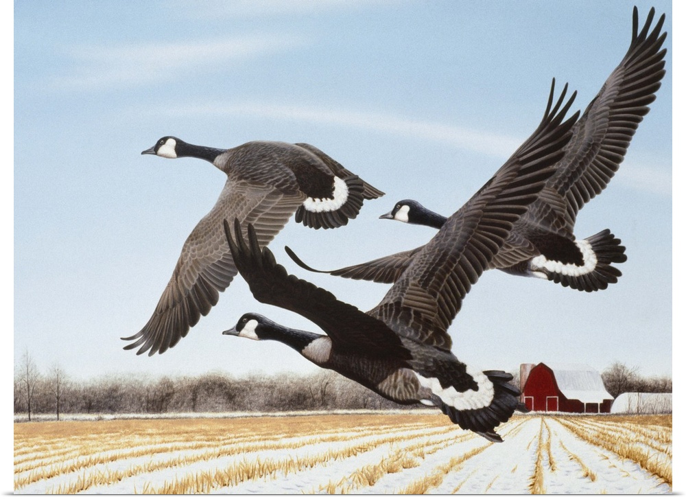 Three Canada geese flying over a farmer's field.