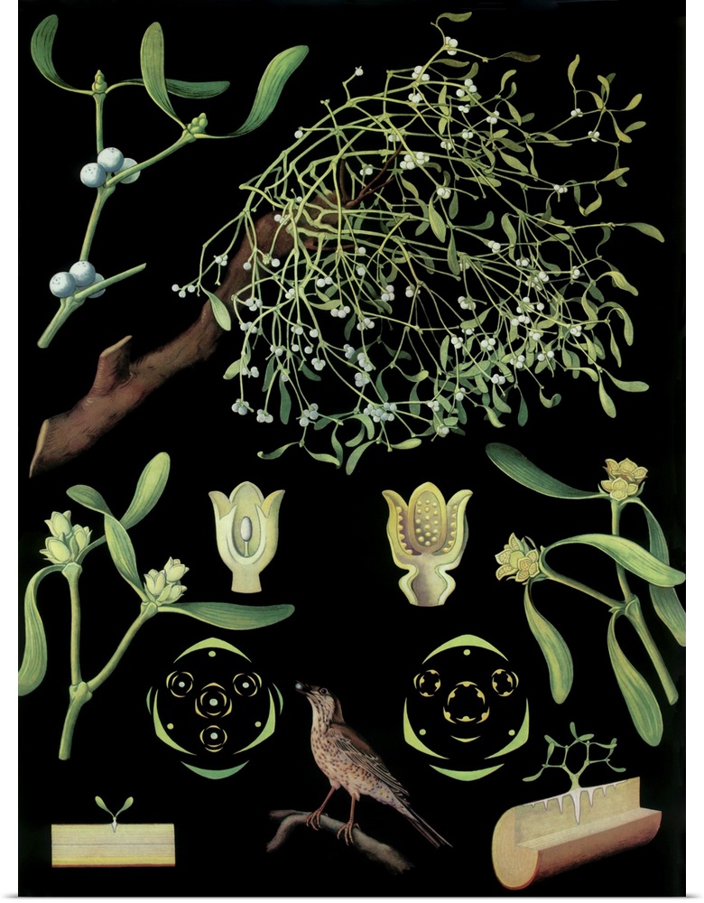 Mistletoe - Botanical Illustration