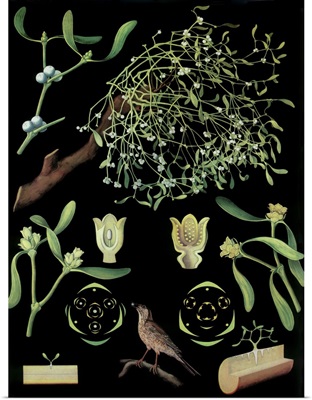 Mistletoe - Botanical Illustration