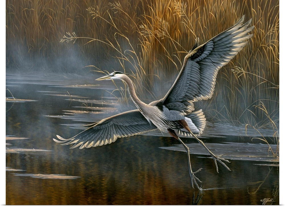 Heron taking to flight over mist water.